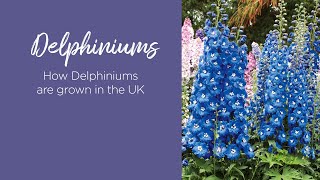 How Delphiniums are grown in the UK [upl. by Annaigroeg]