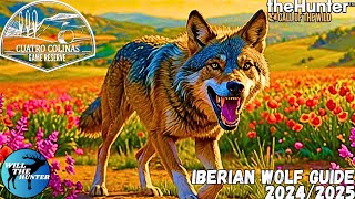 Cuatro Colinas Iberian Wolf Guide  TheHunter Call Of The Wild 2425 [upl. by Xel852]