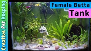 Starting a female BETTA SORORITY TANK with Guppies [upl. by Gewirtz15]