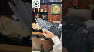 مشاء الله 🥰🥰 pigeon birds kabootar اكسبلور طيور صيد pets دويتو حمام kabutar [upl. by Olli797]