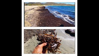 North wind uprooted Poseidonia and carried her to the sand [upl. by Nilknarf]