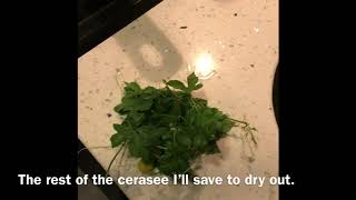 How To Boiled Cerasee Bush “Creasee Tea” [upl. by Arotal425]