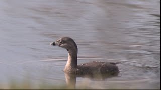 Pied billed Grebes FishingNARRATED [upl. by Palocz]