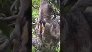 a sloth feeding on tree bark [upl. by Ellienad]