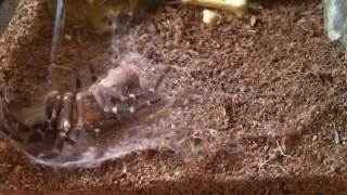 Time Lapse Tarantula Molting [upl. by Audrye]