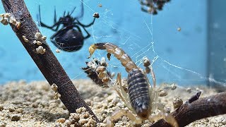 Black Widow VS Scorpion [upl. by Wendy]