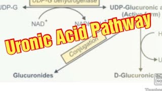 Uronic Acid Pathway Biochemistry  DGlucuronic Acid Metabolism of Carbohydrates [upl. by Crispin671]