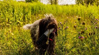 Hunting with the Wirehaired Pointing Griffon A Versatile Hunting Dog [upl. by Chad85]