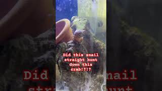 Exotic Snail Hunts Down and Devours Exotic Crab WTF [upl. by Fanchan]