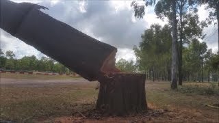 Felling a Large Ironbark [upl. by Hook]