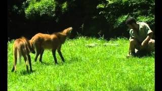 Aguará Guazú Peligro De Extinción  Zoo Bichos [upl. by Inar570]