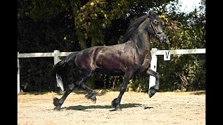 Stal Okkemas Kallisto  Eise x Wobke  Gelding  2019  162m [upl. by Atiloj]