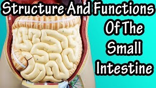 Structure Of The Small Intestine  Functions Of The Small Intestine  What Are Villi [upl. by Nielson]