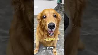 dog 🦀 🐟pets funny viralreels comedy video reels viralshort short [upl. by Nodearb458]