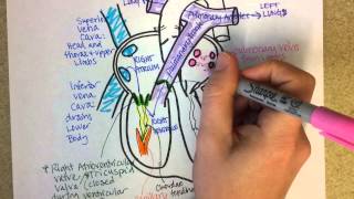 Heart Structure and Circulation [upl. by Merfe]