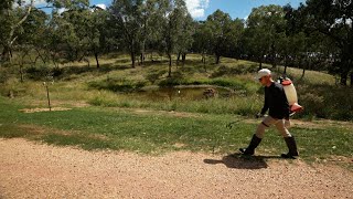 Spraying Broadleaf Weeds and Nutgrass Before Overseeding [upl. by Omora641]