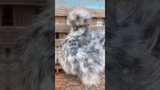 Splash Silkie Beauty [upl. by Viveca]