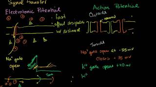 Electrotonic and Action Potentials [upl. by Hgiel596]