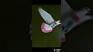 Pigeon trending night lending shorts please subscribe to my channel 👆trend kabootar subscribe [upl. by Brouwer]