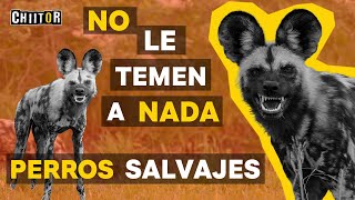 Perros Salvajes Enfrentándose a Otros Depredadores de la Sabana [upl. by Yecnuahc250]