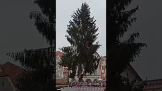 Tannenbaum Straubing europareisen [upl. by Heater964]