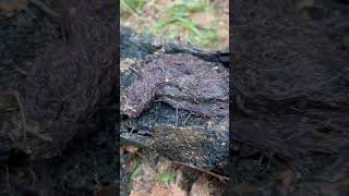 Check out these worms in a pipe 🪱 worms plumbing gross sewage tubifexworms shocking nasty [upl. by Iden]