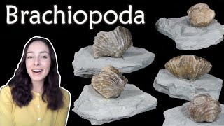 Brachiopoda  Invertebrate Paleontology  GEO GIRL [upl. by Yrotciv]