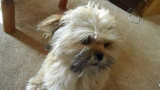 Singing Lhasa Apso [upl. by Cassy]