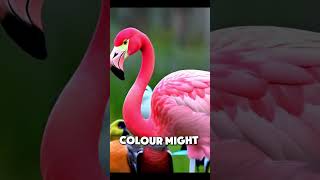 How Flamingos Get Their Color [upl. by Champ]