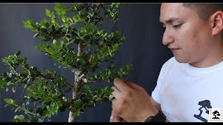 Boxwood Bonsai  Shaping wiring and repotting [upl. by Norean961]