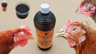 Mycoplasmosis in Poultry  Mycoplasma Treatment in Chickens Tilmicosin  Dr ARSHAD [upl. by Aimal909]