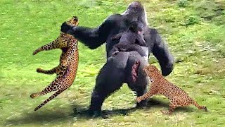 This Is How Gorillas Fight Their Enemies To Protect Their Babies  Gorilla vs Leopard [upl. by Eidnam717]