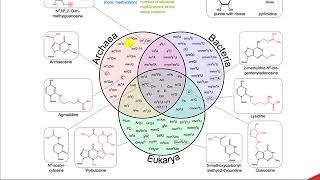 CH450 Chapter 112 Transfer RNA tRNA [upl. by Aya211]