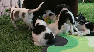 Borzoi puppies playing 5 weeks [upl. by Nwahc]