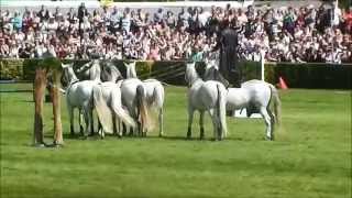 Great Yorkshire Show 2014  Lorenzo [upl. by Asile]