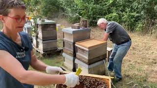 XXXL  Gemeinsam Teilen und Behandeln 3  Live von Pias Bienenstand  2108 [upl. by Ynnav]