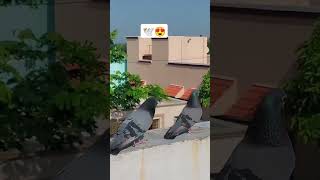 Mere dost ka new kabootar Joda pigeon kabootarlovers pigeonbird viral kabootar viralshort 😍🕊️❤️ [upl. by Leahcimauhsoj]