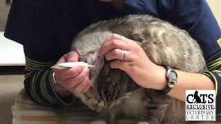 How to Administer Ear Medication to Your Cat [upl. by Eeraj]