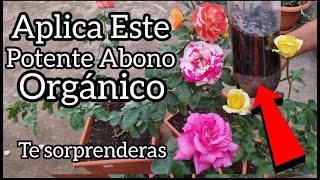 Te Sorprendera ESTE POTENTE ABONO ORGÁNICO APLICALO a Tus Rosas o Plantas Frutales [upl. by Aihsekin937]