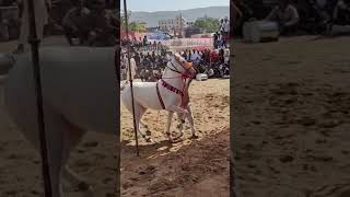 Rajasthan ajmer ka pushkar mela 😊rajasthan ajmer pushkarcamelfair pushkar horseriding [upl. by Carney799]