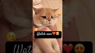 Kittens need to be comforted muaahh💋😘😘shorts petlovers catlover ytshorts love [upl. by Koser347]