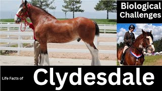 Clydesdale [upl. by Myrle197]