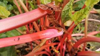 How to force rhubarb for the best Pink Champagne Rhubarb [upl. by Dlarej]