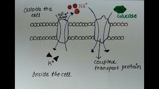 SECONDARY ACTIVE TRANSPORT  DIFFERENCE BETWEEN PRIMARY amp SECONDARY ACTIVE TRANSPORT [upl. by Gord]