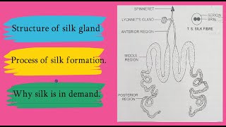 HOW SILK IS FORMED IN THE SILK GLAND OF SILKWORM WHY SILK IS SO EXPENSIVE structure of silk gland [upl. by Aiz]