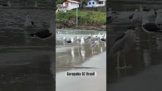 Garopaba SC Brasil [upl. by Thomasina]