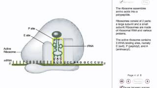 Protein synthesis Animation  translation initiation in prokaryotes [upl. by Rudolf540]