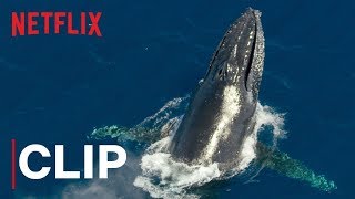 Our Planet  Humpback Whales  Clip  Netflix [upl. by Waylon654]