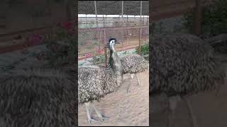 Emu  Ostrich  آسٹریلوی شترمرغ  Ostrich Eggs  Emu hatching green egg  Second Tallest birds [upl. by Cioban866]