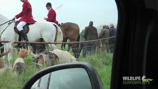 Tiverton Staghounds  Hunted spring stags at Landacre Bridge [upl. by Daeriam895]